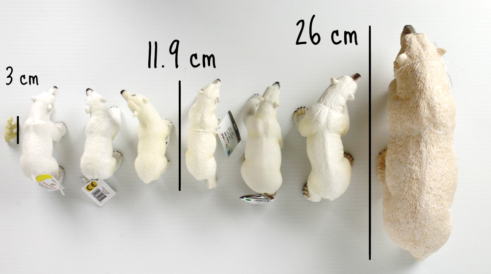 Polar Bears cm long