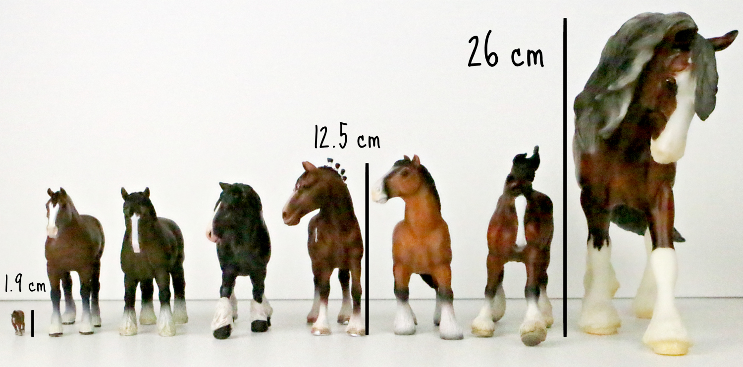 Clydesdale height